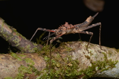 Labidiophasma rouxi