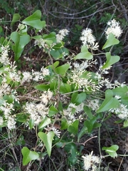 Smilax aspera