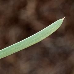 Acacia omalophylla