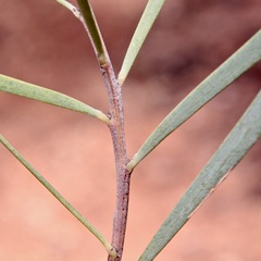 Acacia omalophylla