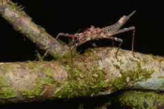 Labidiophasma rouxi