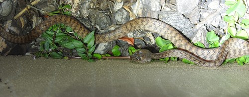 Brown Tree Snake sighting
