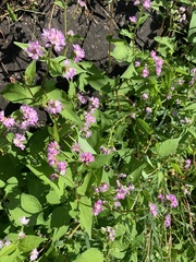 Persicaria thunbergii