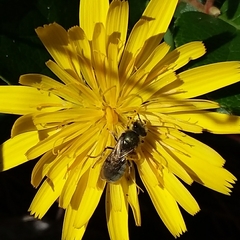 Lasioglossum pavonotus