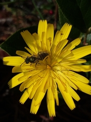 Lasioglossum pavonotus