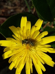 Lasioglossum pavonotus