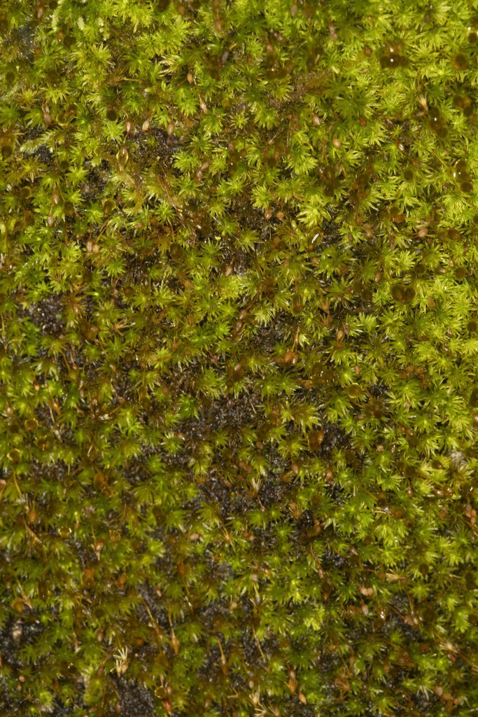 Macromitrium exsertum