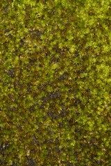 Macromitrium exsertum