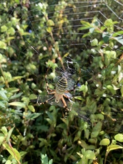 Argiope bruennichi