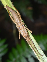 Canachus