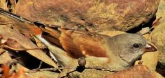Passer diffusus stygiceps