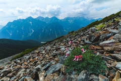 Dicentra peregrina