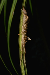 Canachus
