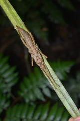 Canachus