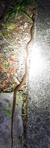 Brown Tree Snake sighting