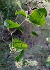 Smilax aspera