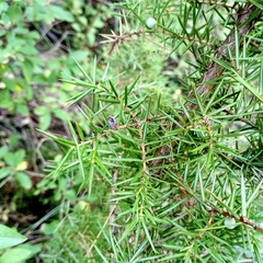 Juniperus communis communis