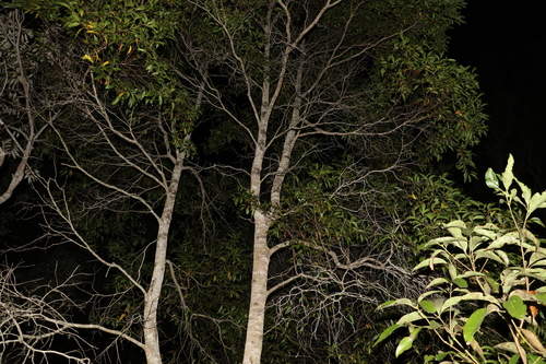 Image of Endiandra sieberi by (c) Greg Tasney, some rights reserved (CC BY-SA)