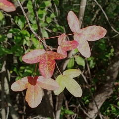 Acer monspessulanum