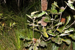 Banksia robur