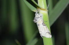 Furcula aeruginosa