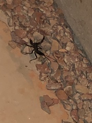 Mastigoproctus giganteus