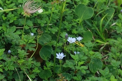 Gentiana thunbergii minor