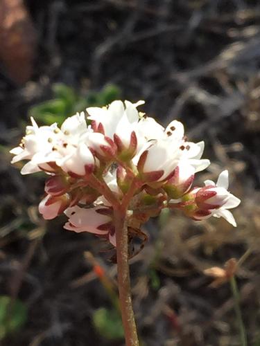Crassula saxifraga