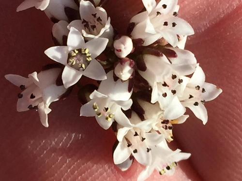 Crassula saxifraga