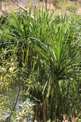 Pandanus aquaticus