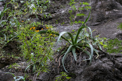Agave vilmoriniana