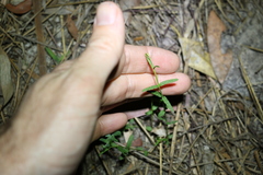 Gonocarpus chinensis