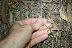 Gonocarpus chinensis