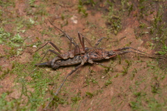 Labidiophasma rouxi
