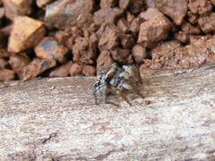 Stenaelurillus guttiger