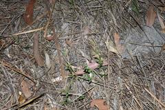 Gonocarpus chinensis