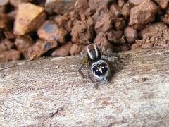 Stenaelurillus guttiger