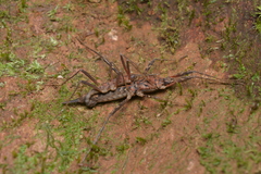 Labidiophasma rouxi