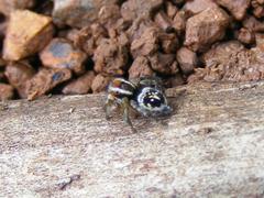 Stenaelurillus guttiger