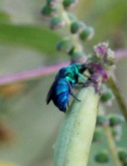 Chrysis conica