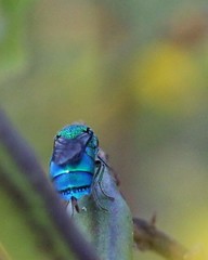 Chrysis conica