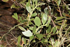Acacia complanata