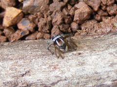 Stenaelurillus guttiger