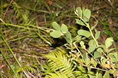 Acacia complanata