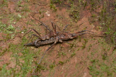 Labidiophasma rouxi