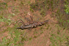 Labidiophasma rouxi