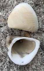 Noetia