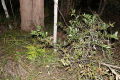 Acacia complanata