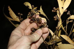 Eucalyptus resinifera