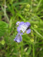Phacelia gilioides